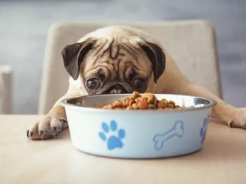 Vets Reveal Top Dog Food Allergens to Watch Out For