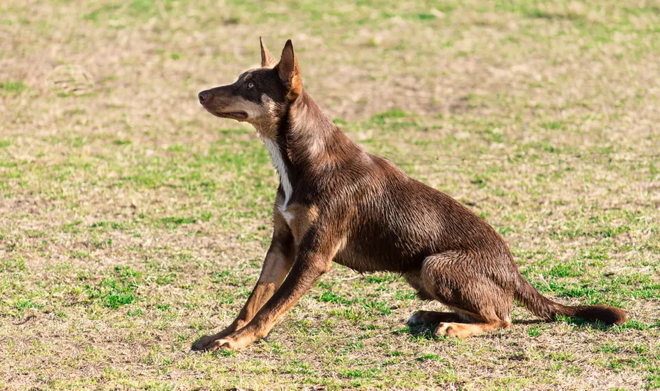 Brown Australian kelpie dog sitting on grass
