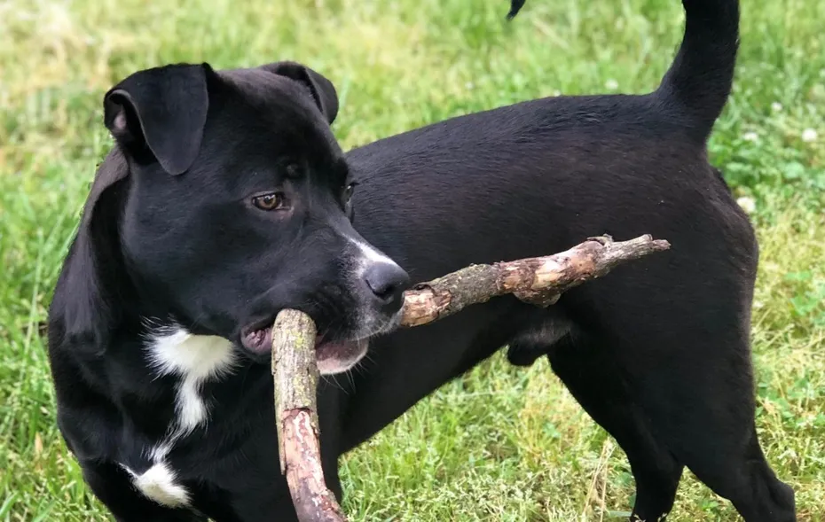 Pitweiler