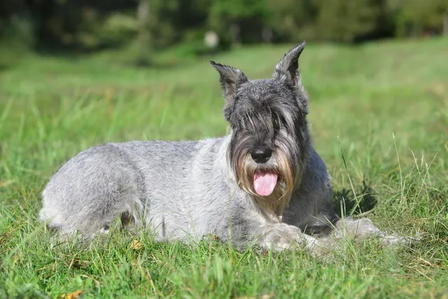 Standard Schnauzer: Breed Info, Pictures, Traits & Care