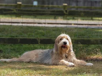 Otterhound Dog Breed: Info, Pictures, Facts & Traits