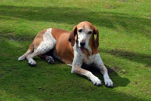 American English Coonhound Breed: Info, Pictures, Facts & Traits