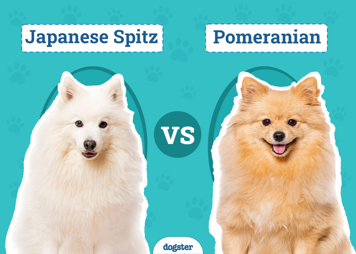 Japanese Spitz vs Pomeranian