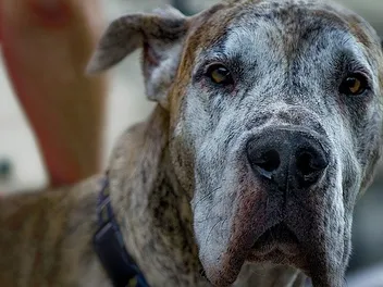 Rottweiler Great Dane Mix: Info, Pictures, Temperament & Facts