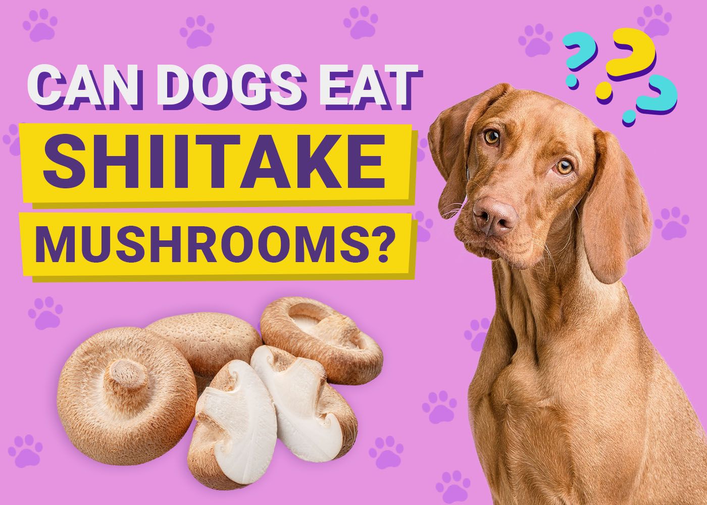 Can Dogs Eat Shiitake Mushrooms