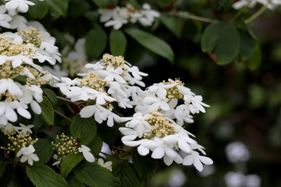 Japanese Snowball