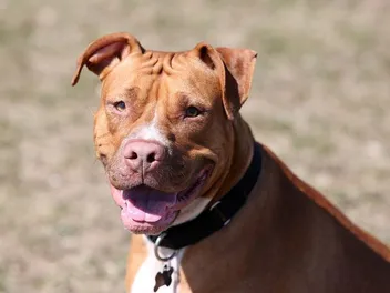Sharpull Terrier Dog Breed Guide: Info, Pictures, Care & More