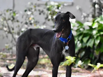 Do Greyhounds Make Good Pets? Facts & Care Tips