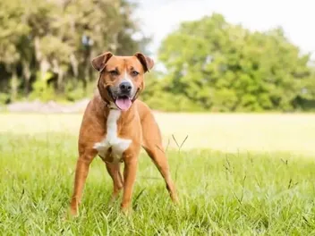 Beaglebull (Beagle & Pitbull Mix): Info, Pictures, Care & More