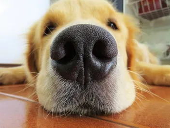 What Does It Mean When a Dog's Nose Is Wet and Cold? Vet-Reviewed Facts