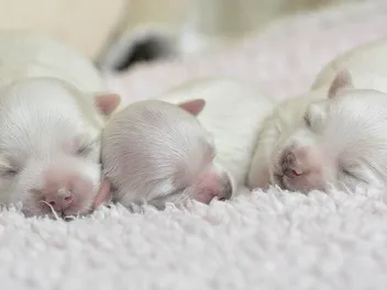 Maltese Pregnancy: A Guide From Conception to Delivery (Vet Answer)