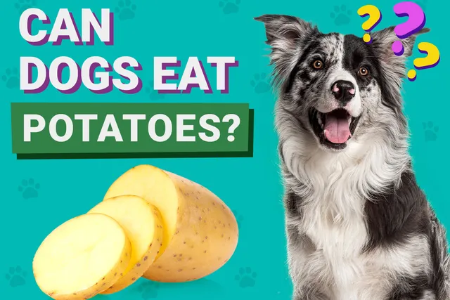 Can Dogs Eat Potatoes? Vet-Verified Facts & FAQ