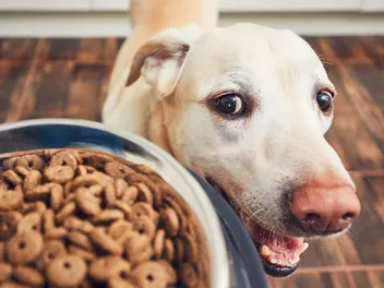 7 Best Budget-Friendly Dog Foods in 2026 - Reviews & Top Picks