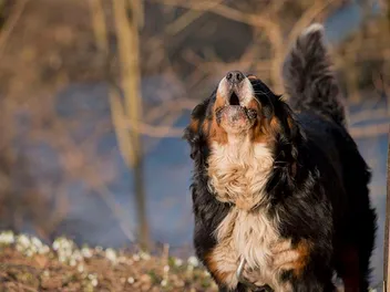 How Much Do Bernese Mountain Dogs Bark? Getting to Know Your Pet