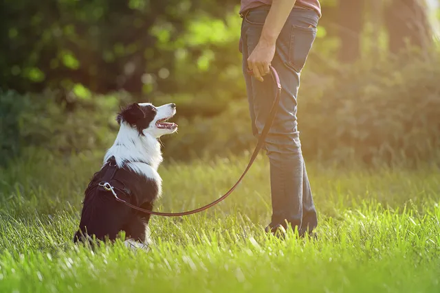 What to Do When an Off-Leash Dog Approaches Your Leashed Dog: Vet-Approved Tips