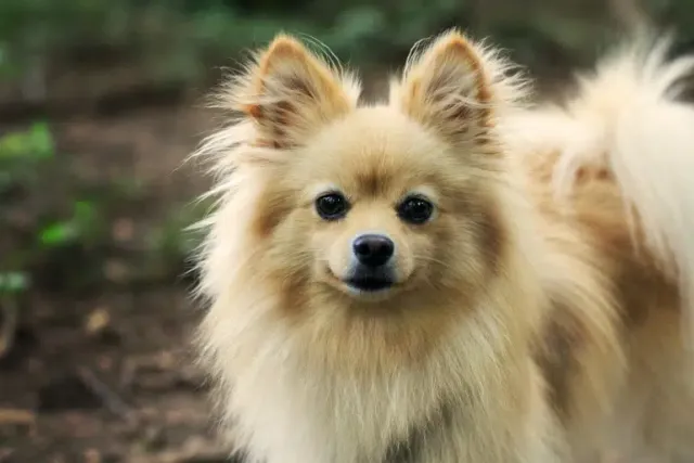 16 Pomeranian Colors & Patterns (With Pictures)