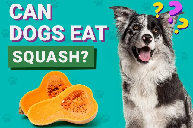 Can Dogs Eat Squash? Vet-Verified Nutrition Facts & FAQ