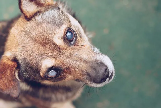Progressive Retinal Atrophy in Dogs: Vet-Verified Causes, Signs & Care