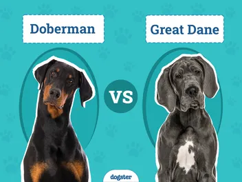Doberman vs Great Dane: Key Differences (With Pictures)