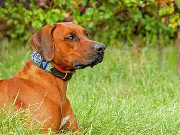 10 Best Dog Foods for Rhodesian Ridgebacks in 2026 - Reviews & Top Picks