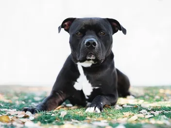 When Does a Pitbull Go into Heat? Vet-Verified Facts & FAQ