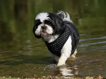 Can a Shih Tzu Swim? Dog Stamina & Strength Explained (Vet-Reviewed)