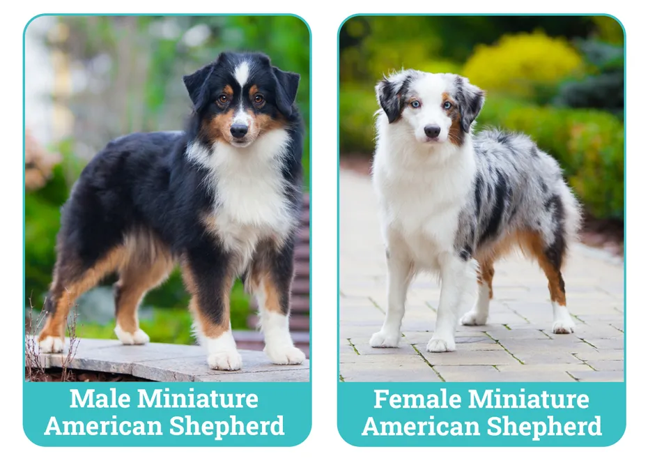 Male vs. Female Miniature American Shepherds Side By Side