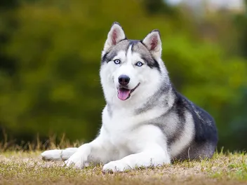 How Much Do Huskies Shed? Vet-Reviewed Breed Coats Characteristicss