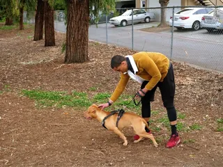 How to Raise a Well-Behaved Pit Bull: 9 Vet-Reviewed Tips & Tricks