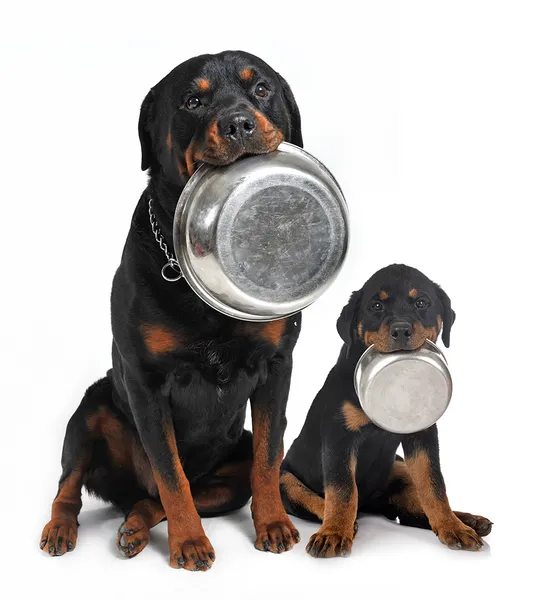 adult and puppy rottweilers holding pet bowls in their mouth