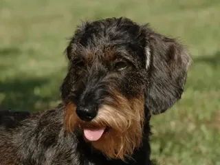 Bowzer (Basset Hound & Mini Schnauzer Mix) Dog Breed: Info, Pictures, Care & Traits