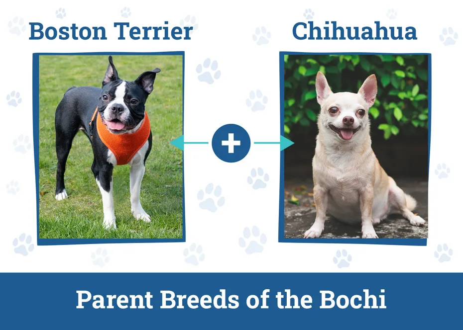 Parent Breeds of the Bochi