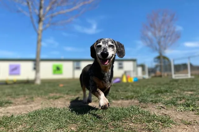 50 Fun Things to Do With Your Dog: Bonding & Staying Active Together