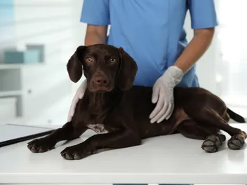 Neuropathy in Dogs: Vet-Explained Signs, Causes, Treatment & FAQ