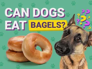 Can Dogs Eat Bagels? Vet-Verified Nutrition Facts & Health Risks