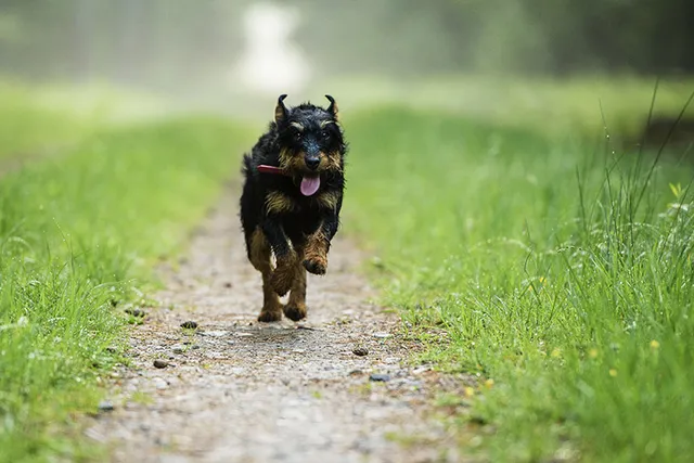 How To Calm A Hyper Dog: 10 Vet-Approved Ways