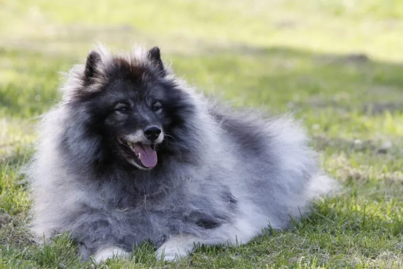 keeshond-lying-on-the-grass