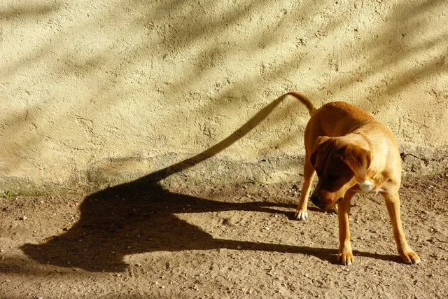 Why Do Dogs Chase Shadows? Vet-Reviewed Instinct & Behavior Explanation