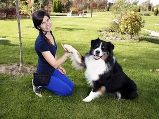 How Much Does Dog Training Cost? 2026 Price Guide