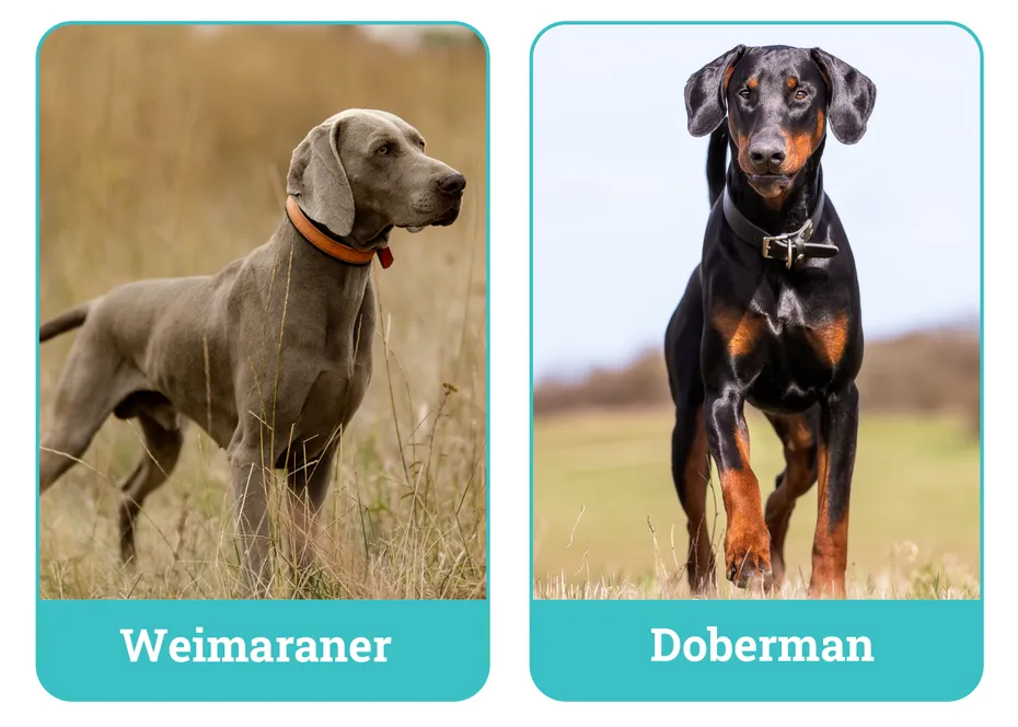 Weimaraner vs. Doberman