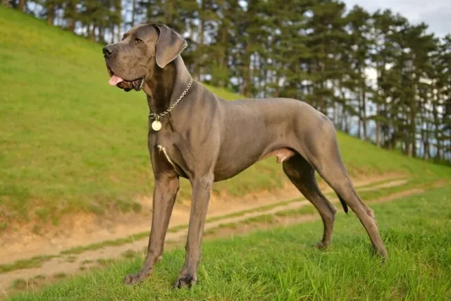 Is a Great Dane a Good Apartment Dog? Factors to Consider