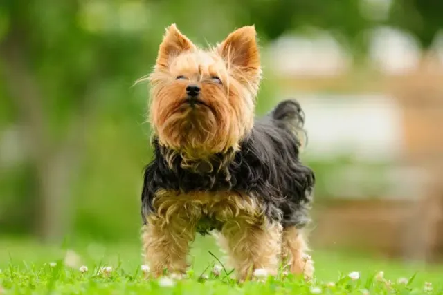 National Yorkie Day 2026: When Is It & How to Celebrate