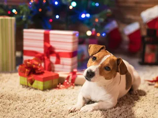 What Should I Get My Dog for Christmas? 26 Pawfect Ideas