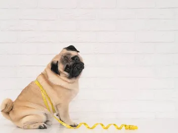 How to Measure a Dog’s Height: 3 Vet-Approved Tips