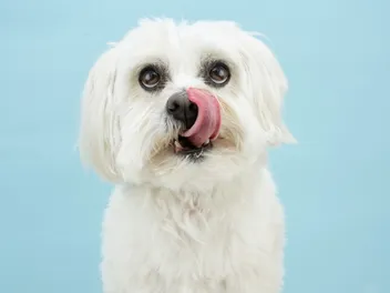 Why Do Dogs Eat Rabbit Poop? 11 Vet-Reviewed Reasons