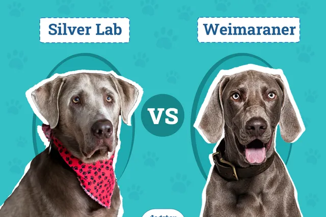 Silver Lab vs. Weimaraner: Differences Explained (With Pictures)