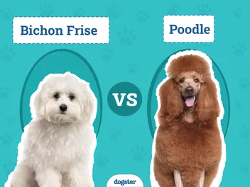 Bichon Frise vs Poodle: The Differences (With Pictures)