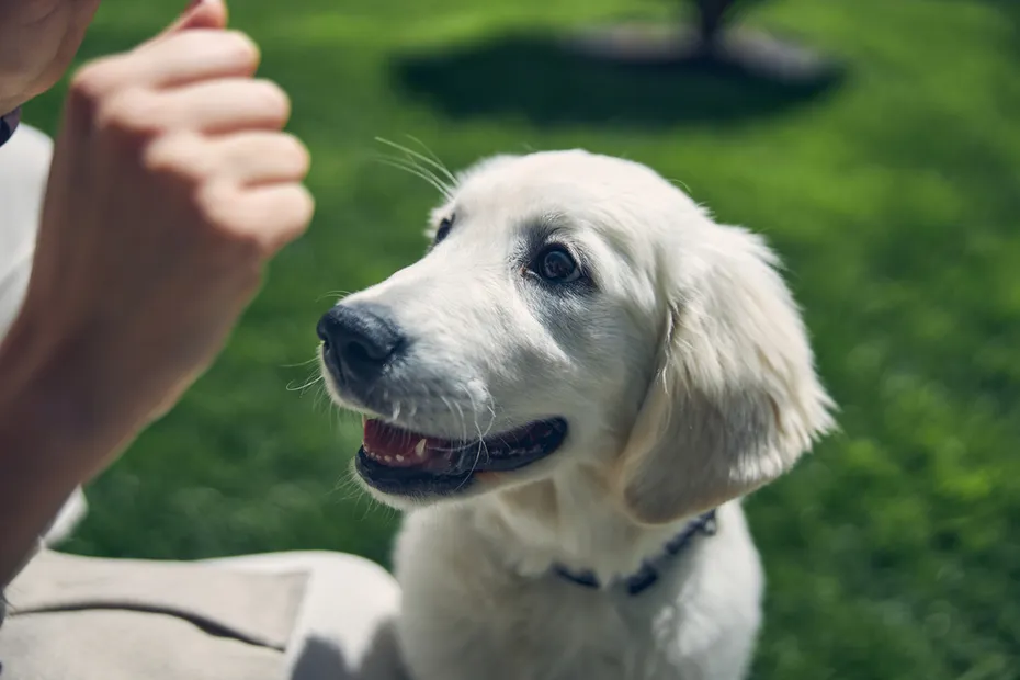 dog looking at owner's hand with treat