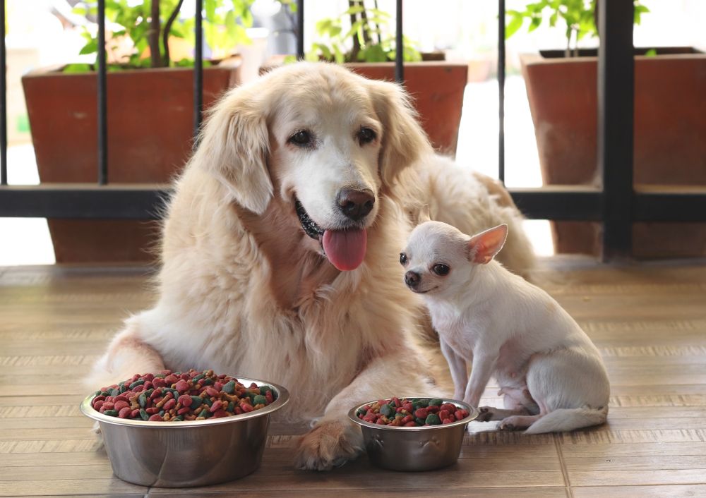 Dogs-ready-for-their-meal-golden-retriever-dog-and-chihuahua-dog-sitting-close-toghether-on-the-floor-with-their-food-bowls-in-front-of-them