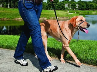 10 Best Dog Halters in 2026 - Reviews & Top Picks